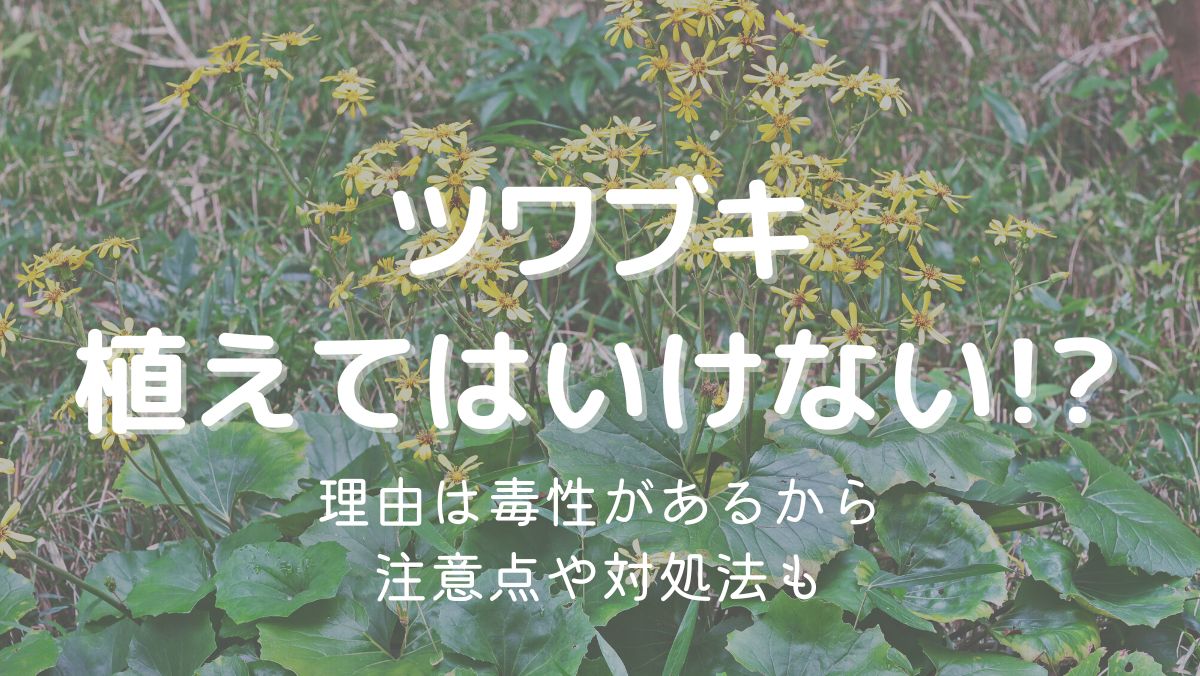 ツワブキを植えてはいけない理由は毒性があるから！注意点や対処法も解説