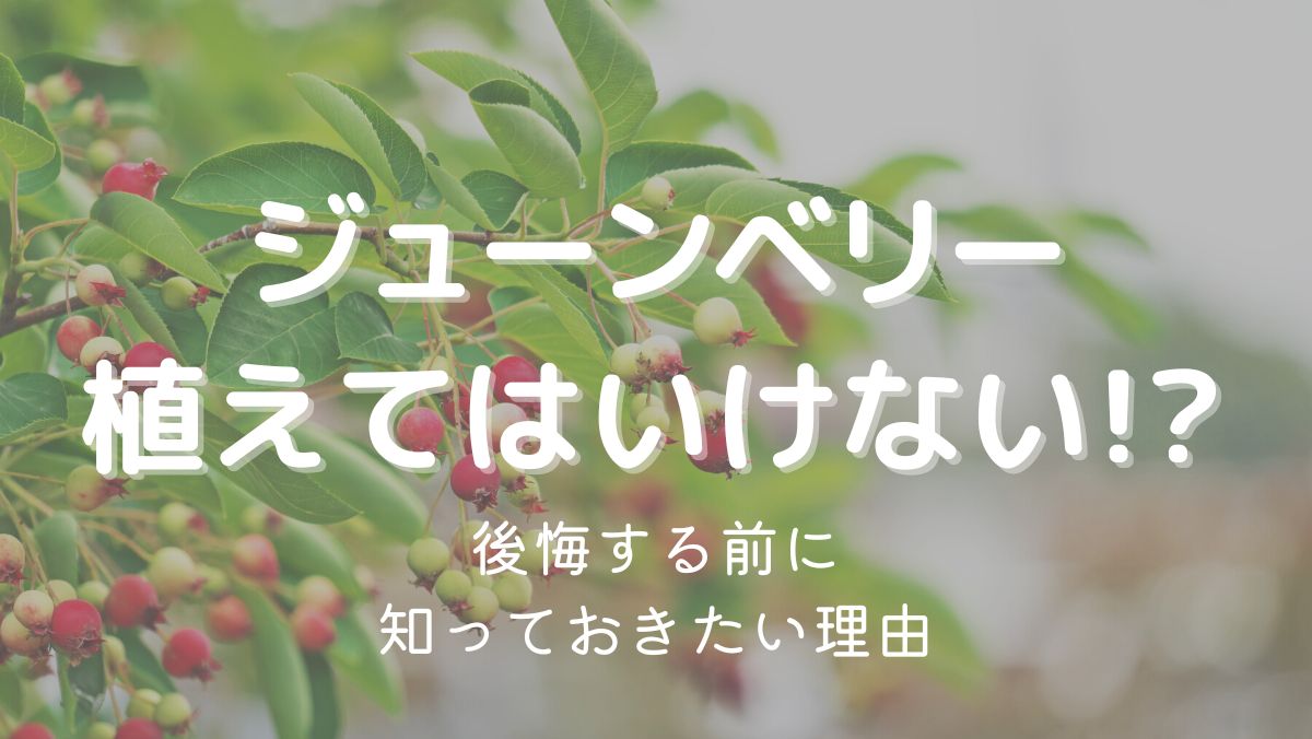 ジューンベリーを植えてはいけない本当の理由とは？問題の対処法も解説