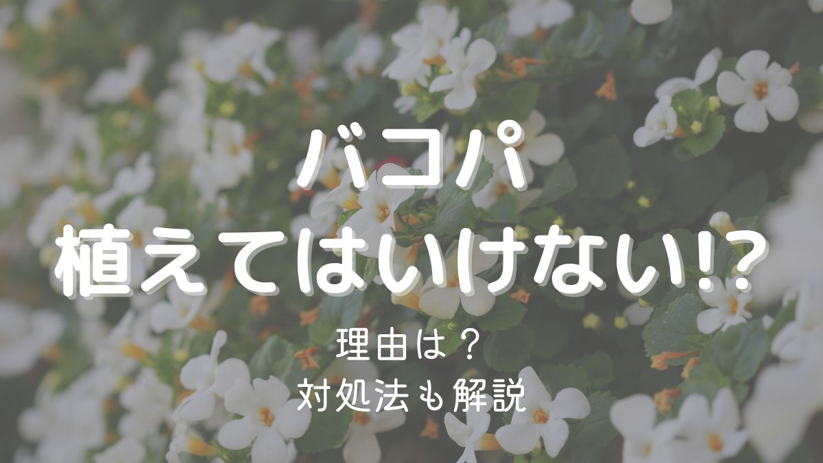 バコパを植えてはいけない理由は枯れやすいから！対処法も解説