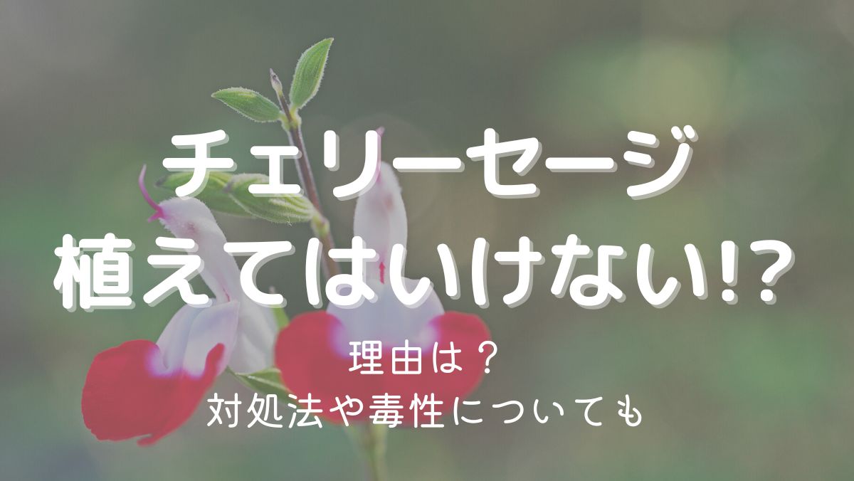 チェリーセージを植えてはいけない理由は大きくなりすぎるから！対処法と毒性についても解説