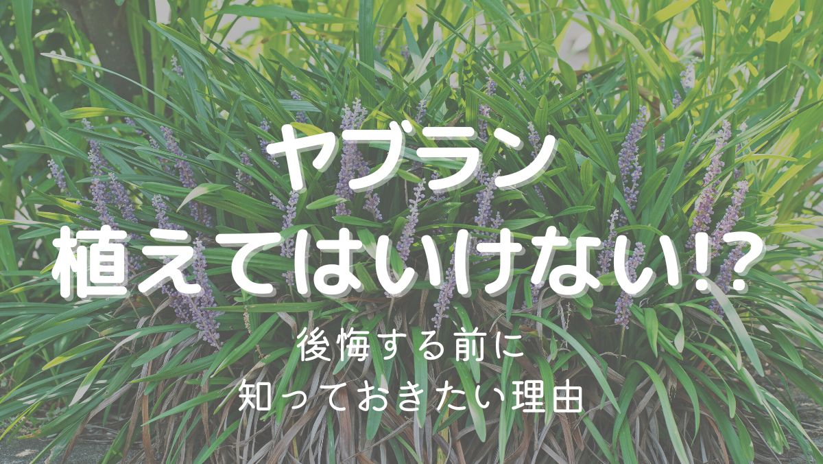 ヤブランを植えてはいけない理由は増えすぎるから！注意点を解説