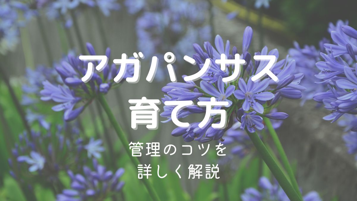 アガパンサスの育て方と管理のコツを初心者にもわかりやすく解説