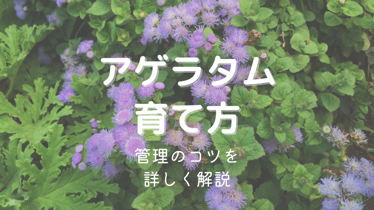 アゲラタムの育て方と管理のコツを初心者にもわかりやすく解説