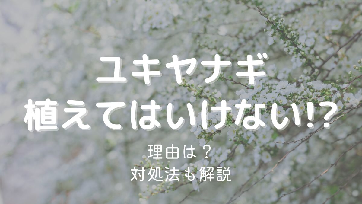 ユキヤナギを庭に植えてはいけない本当の理由とは？注意点を解説