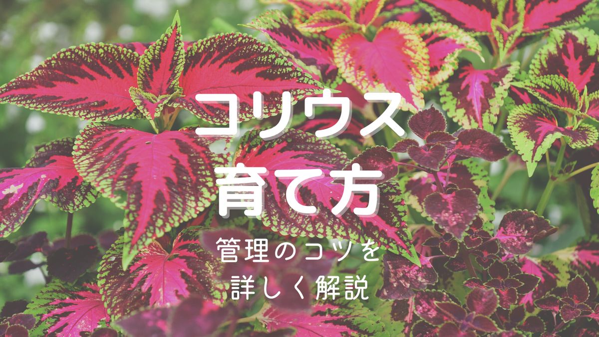 コリウスの育て方と管理のコツを初心者にもわかりやすく解説