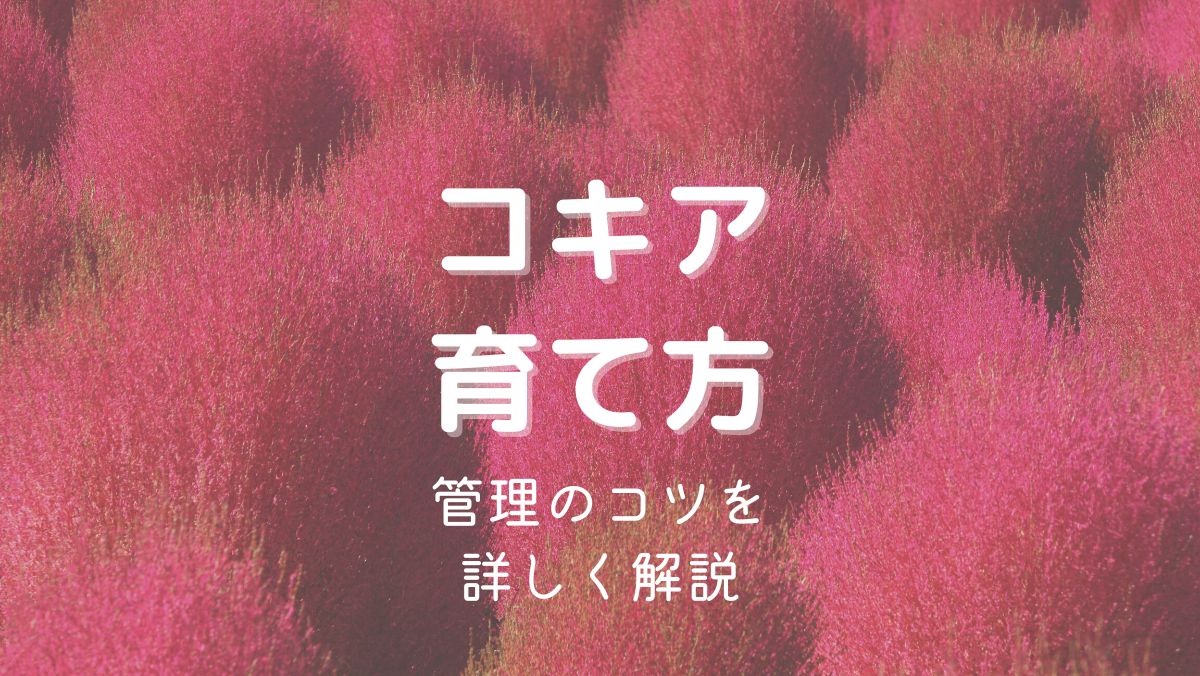 コキアの育て方と管理のコツを初心者にもわかりやすく解説