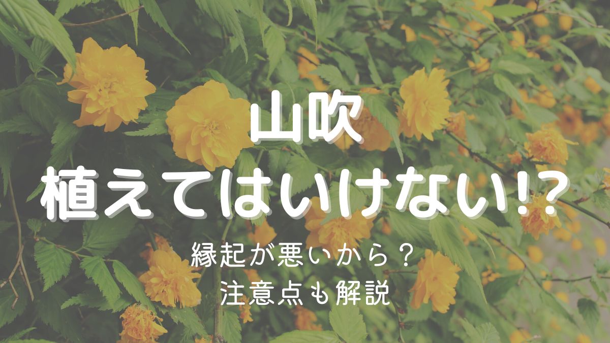 山吹を植えてはいけない理由は縁起が悪いから？注意点を解説