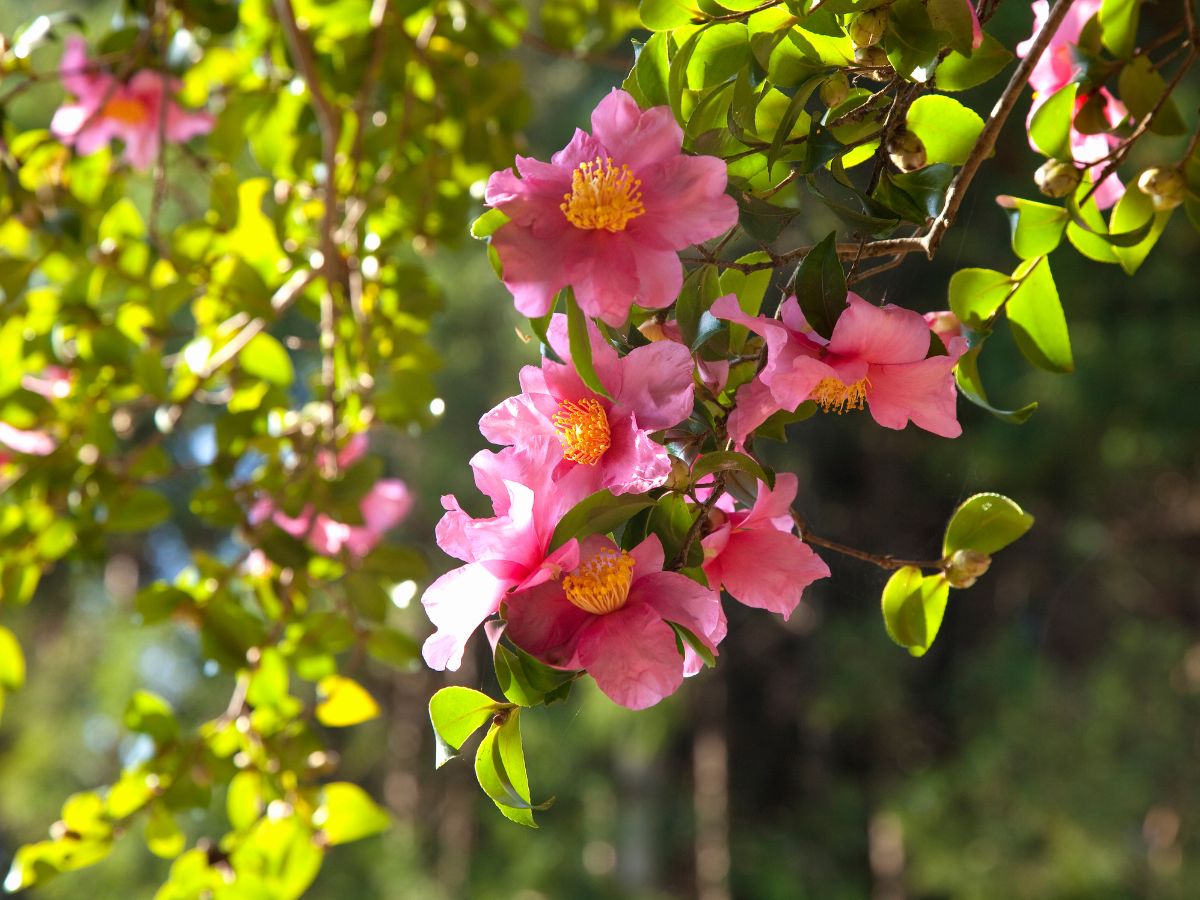 山茶花を植えるときの注意点