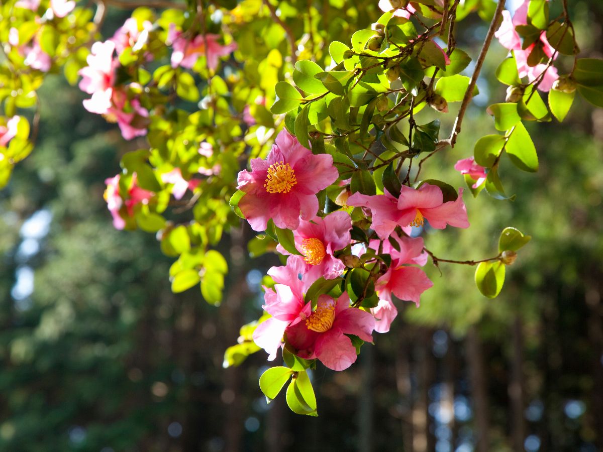 山茶花を植えるときの注意点