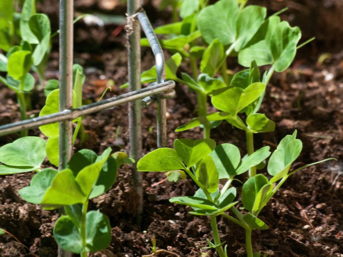 豆苗は庭に植えてはいけない!?