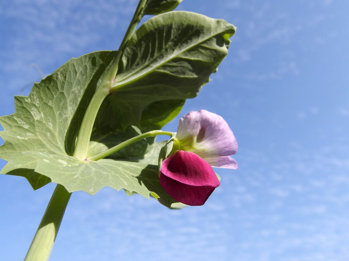 豆苗は庭に植えてはいけない!?