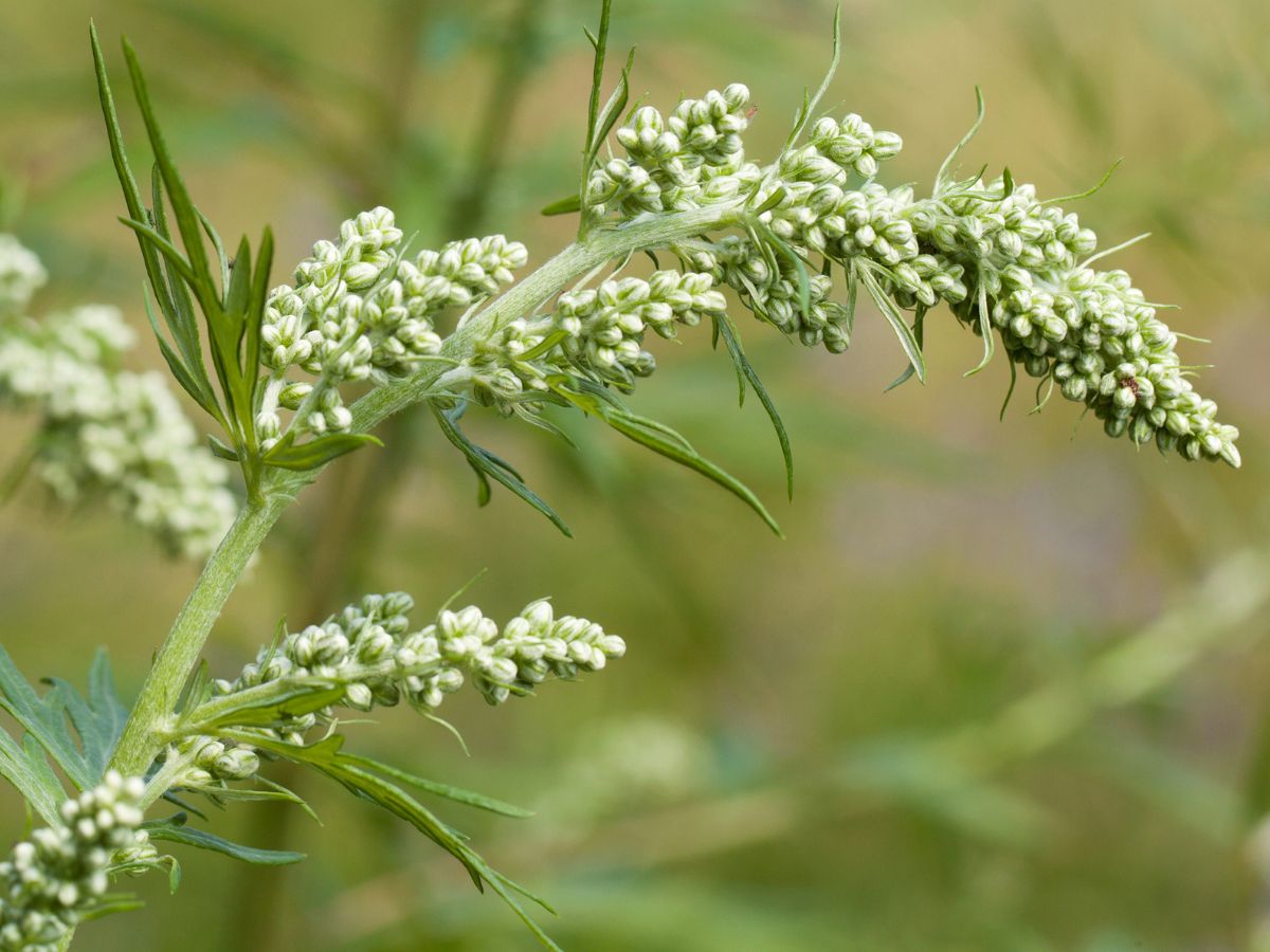 よもぎを植える時の対処法