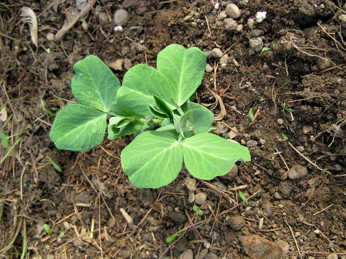 豆苗は庭に植えてはいけない!?