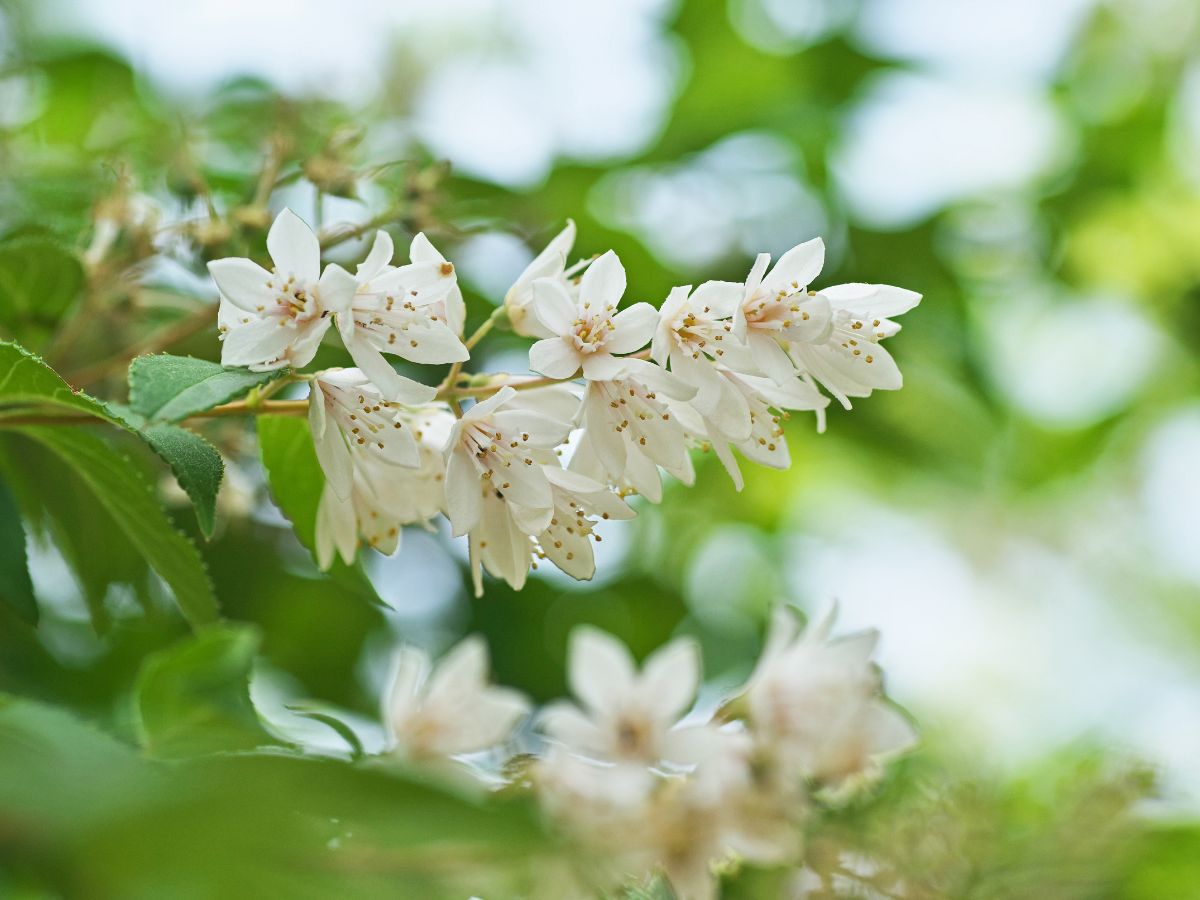 ヒメウツギを庭に植えてはいけない理由