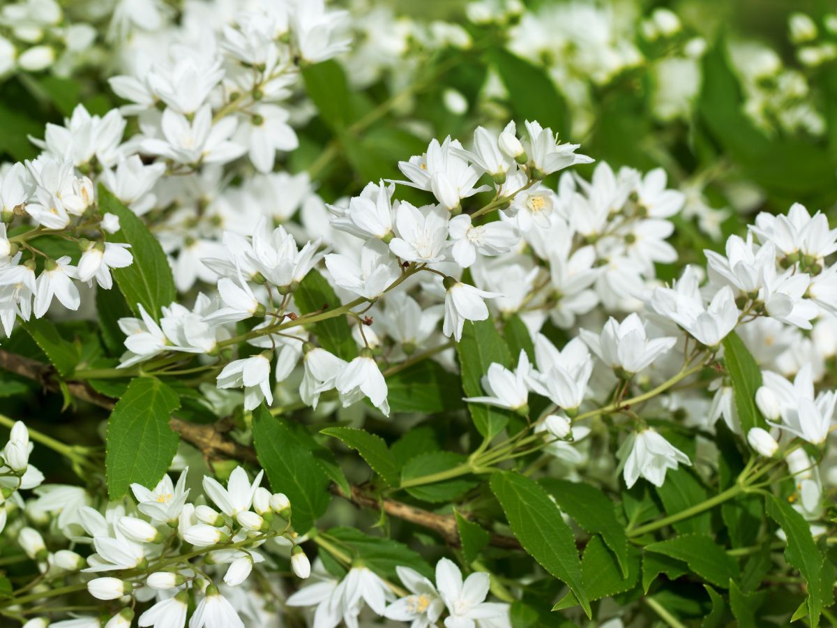 ヒメウツギを庭に植えてはいけない理由