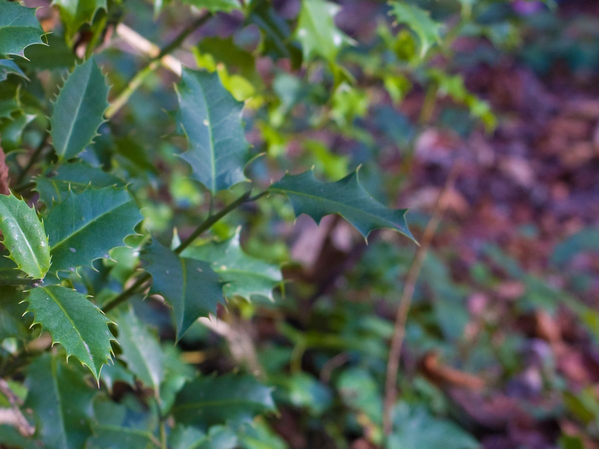 柊を植えてはいけない理由