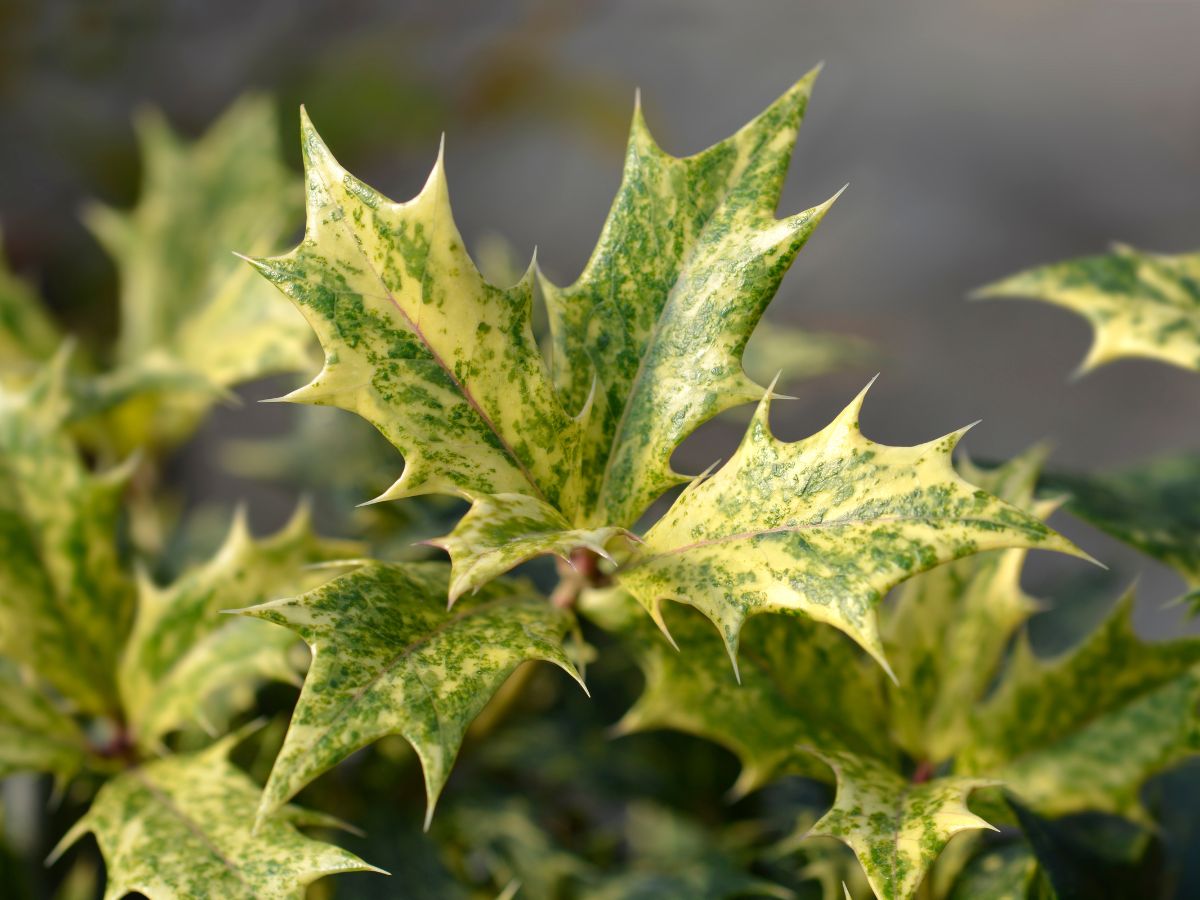 柊を植えてはいけない理由