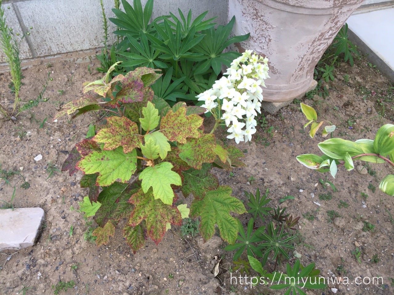 カシワバアジサイの植え付け
