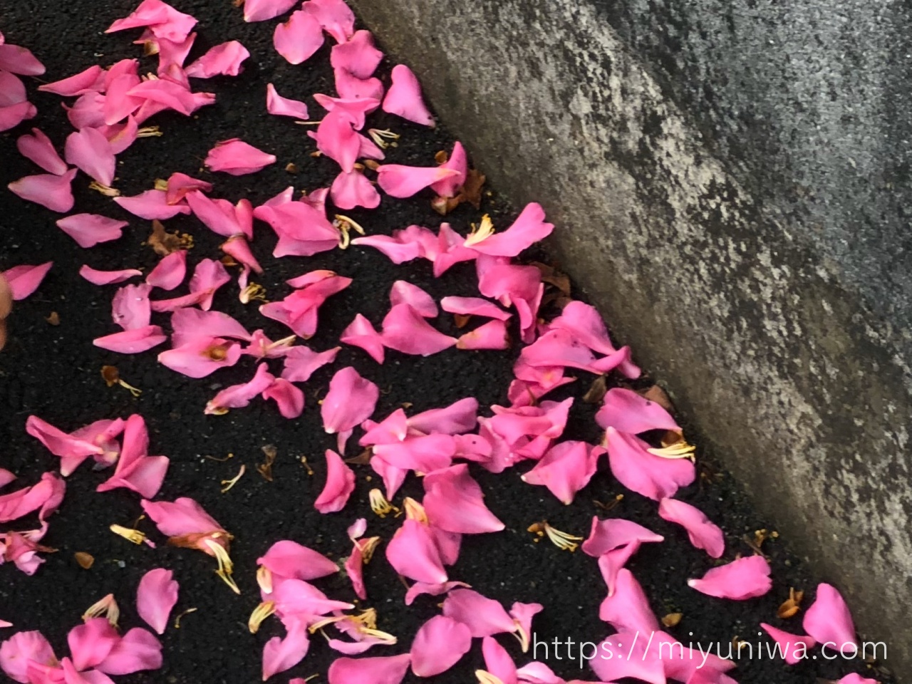 山茶花を植えてはいけない理由は片付けが大変だから