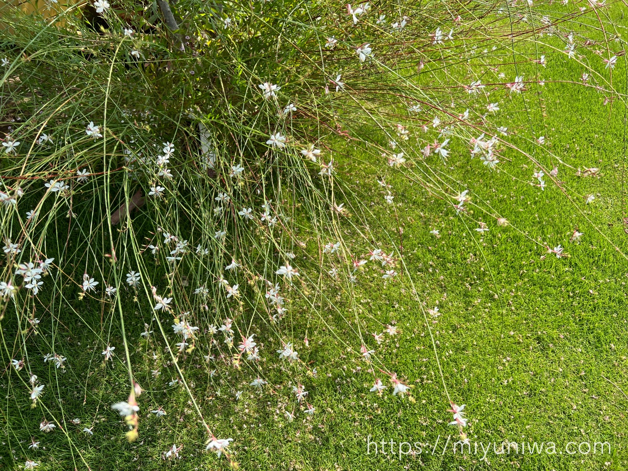 西日に強い植物｜ガウラ