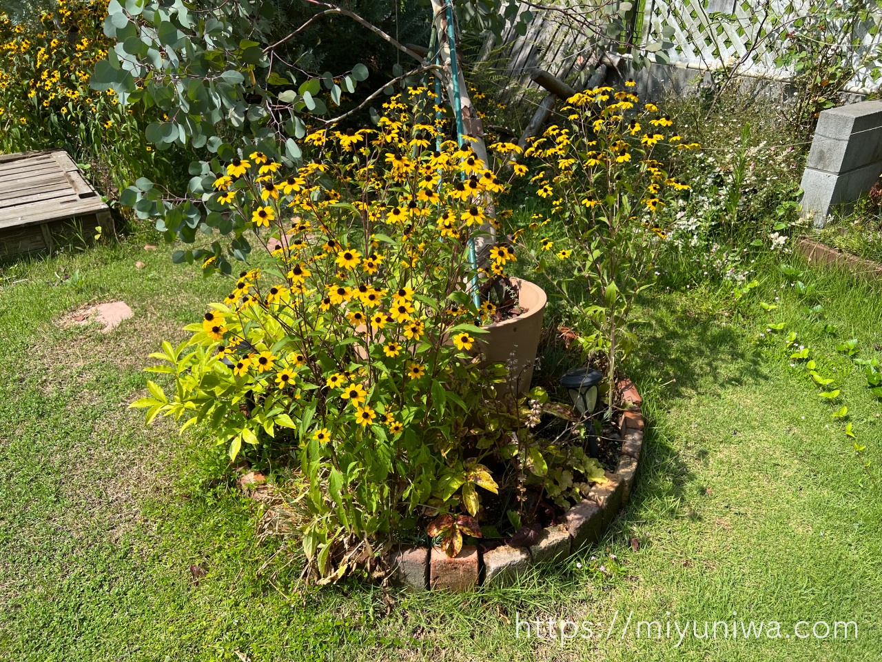 西日に強い植物｜ルドベキア