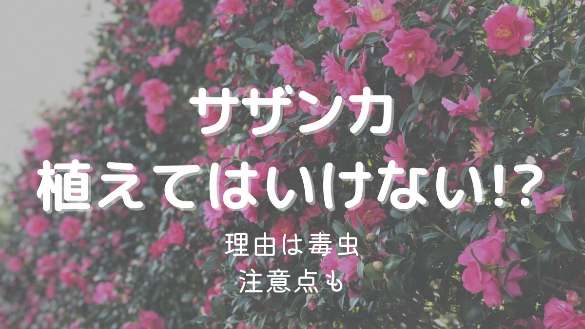 山茶花を植えてはいけない理由はチャドクガが危ないから！注意点も解説