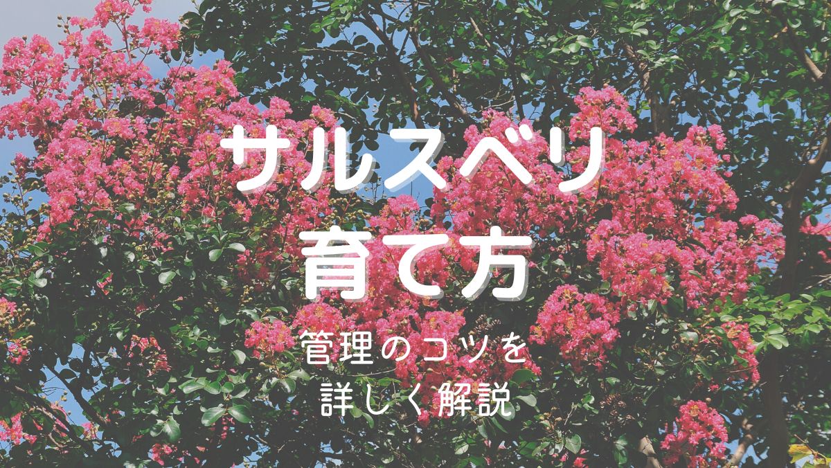 サルスベリの育て方と管理のコツを初心者にもわかりやすく解説