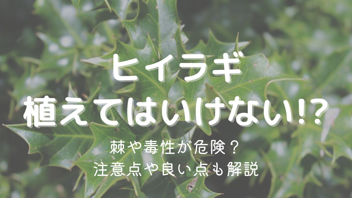 柊を植えてはいけないのは管理が大変だから！対処法も解説