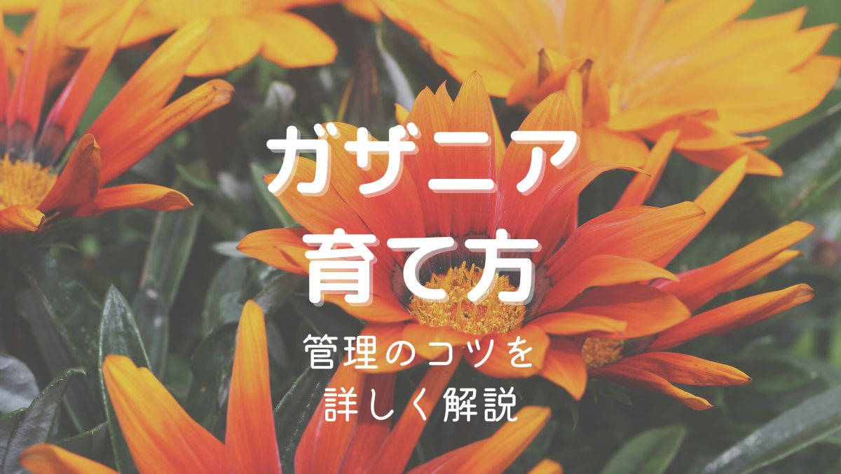 ガザニアの育て方と管理のコツを初心者にもわかりやすく解説