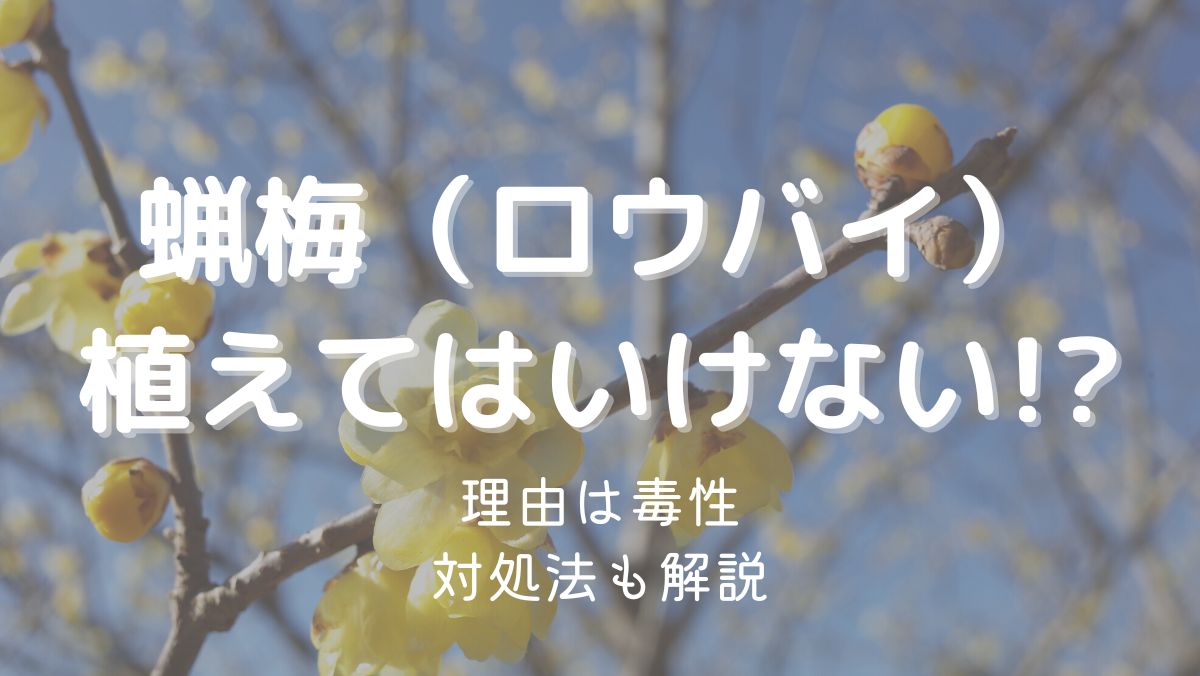 蝋梅を植えてはいけない理由は毒があるから！注意点を解説