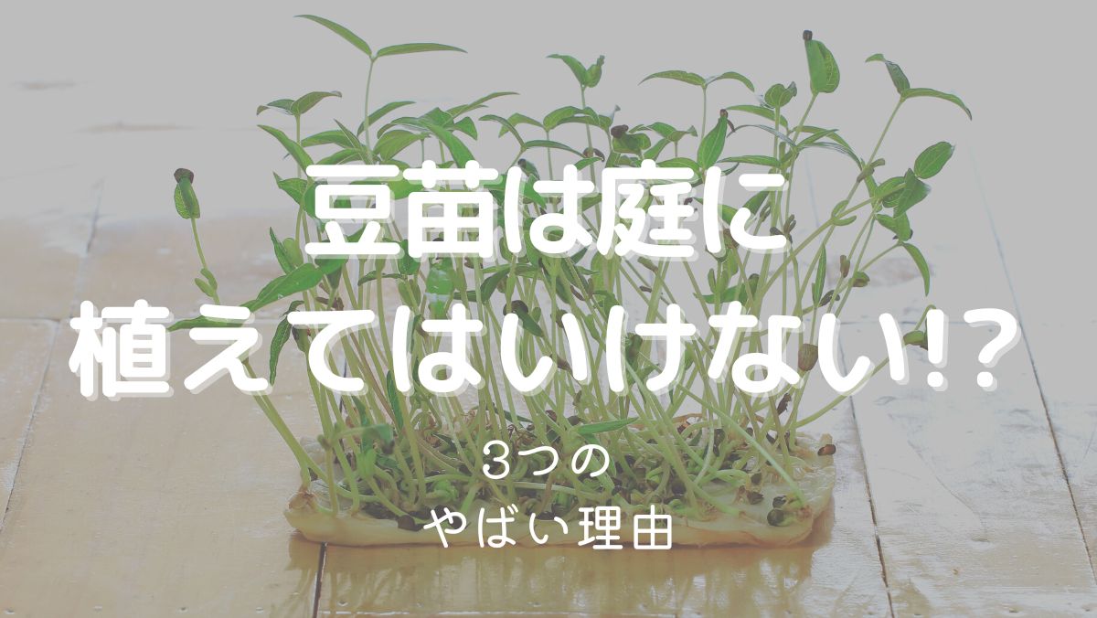 豆苗を庭に植えてはいけない理由3つがやばい！対処法を解説