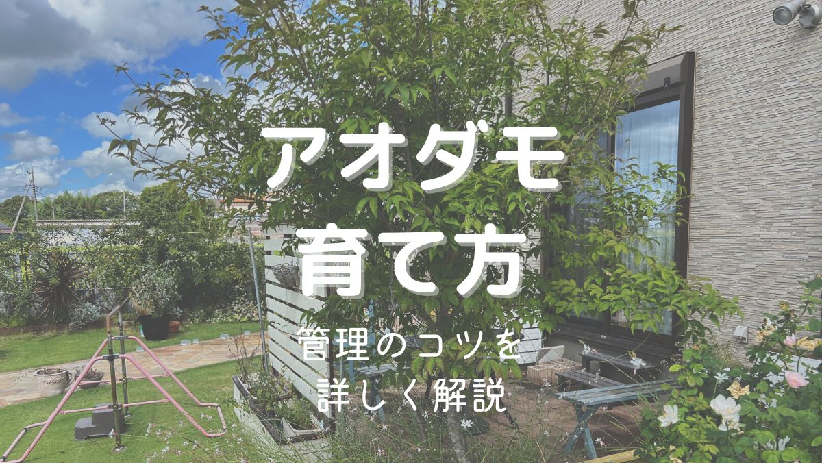 アオダモの育て方と管理のコツを初心者にもわかりやすく解説