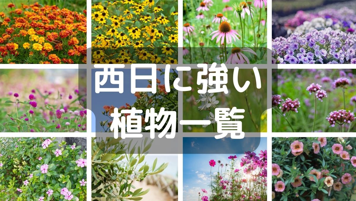 西日に強い植物一覧！花や木のまとめ