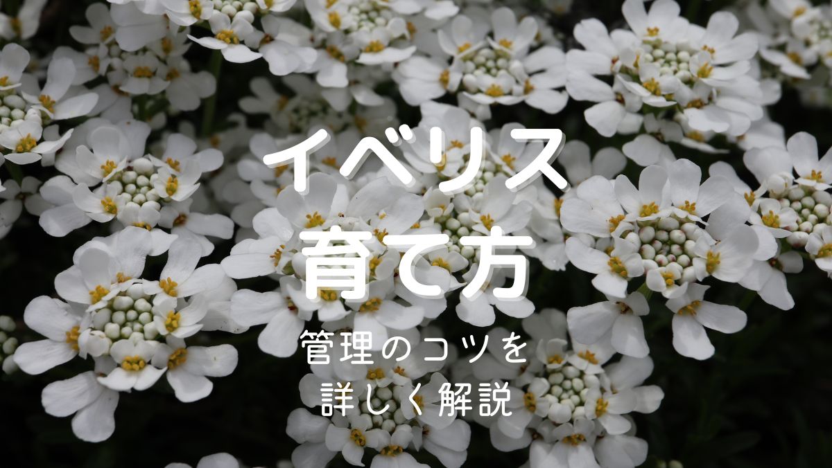 イベリスの育て方と管理のコツを初心者にもわかりやすく解説