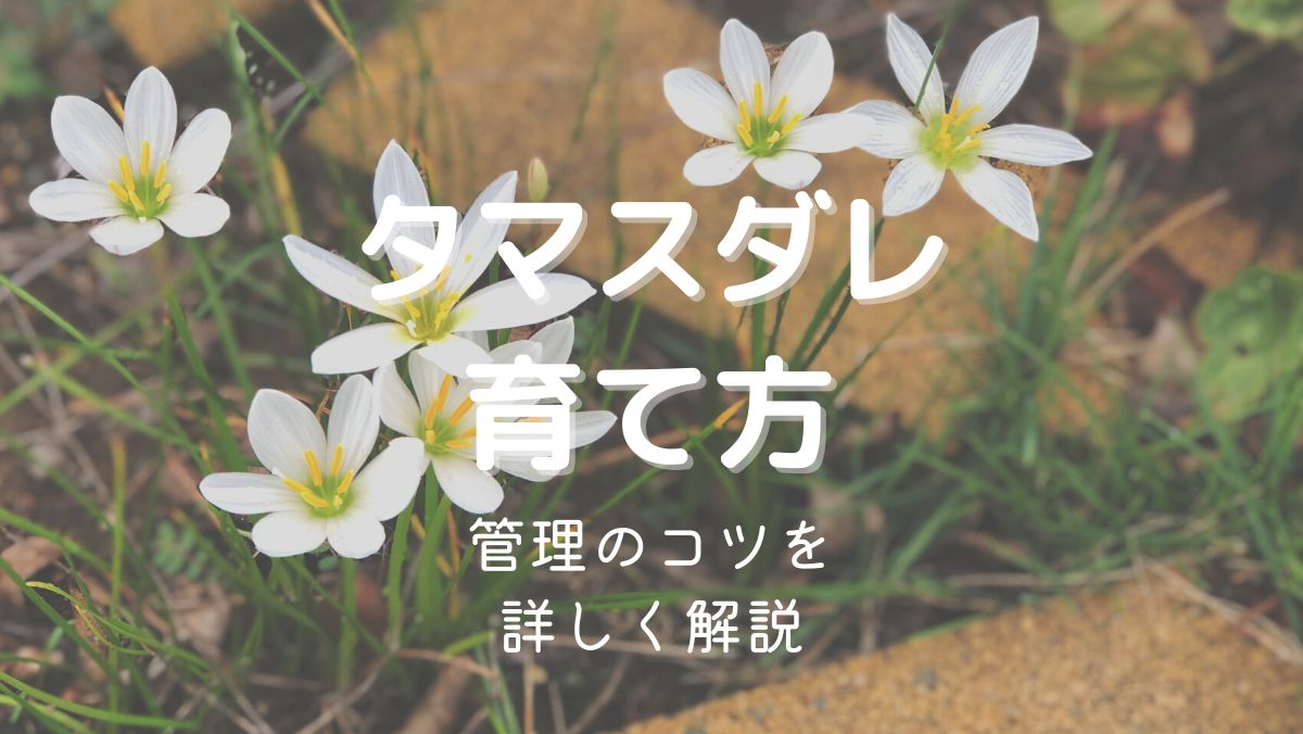 タマスダレの育て方と管理のコツを初心者にもわかりやすく解説