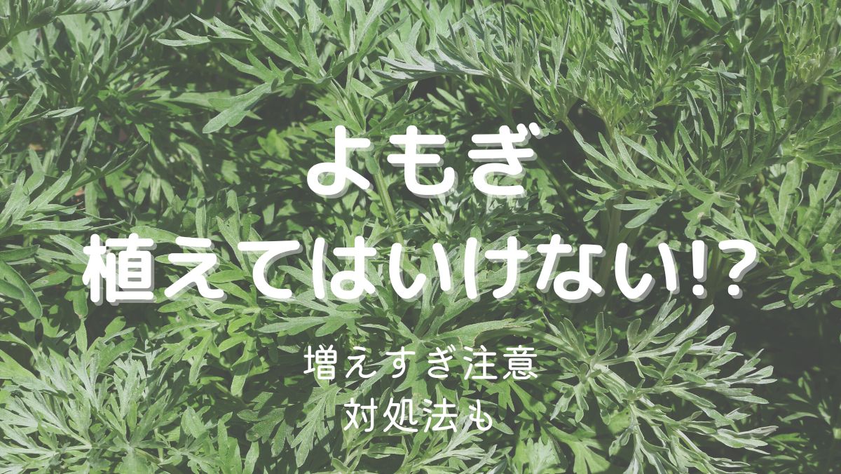 よもぎを植えてはいけない理由は増えすぎて除草が大変だから！対処法も解説