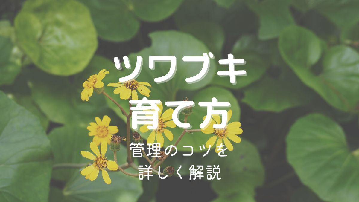 ツワブキの育て方と管理のコツを初心者にもわかりやすく解説