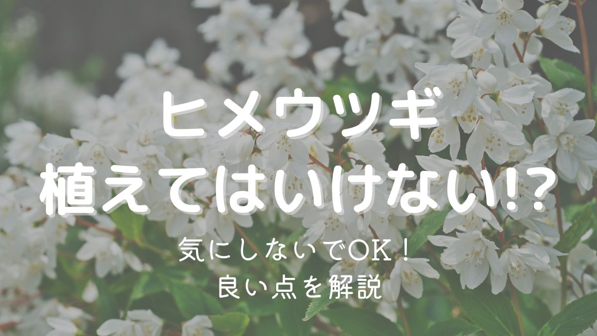 ヒメウツギを庭に植えてはいけないのは迷信！植えると良い点を解説