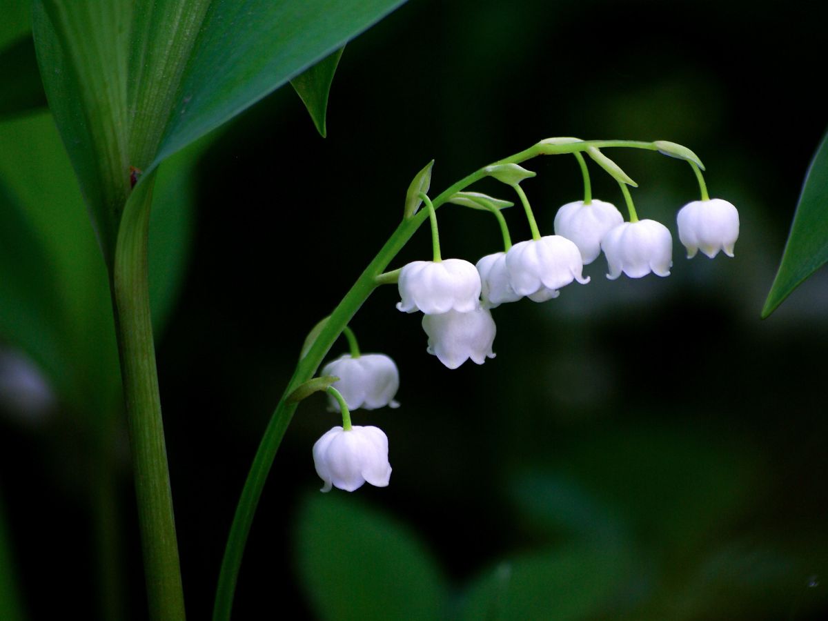 すずらんを植える時の対処法