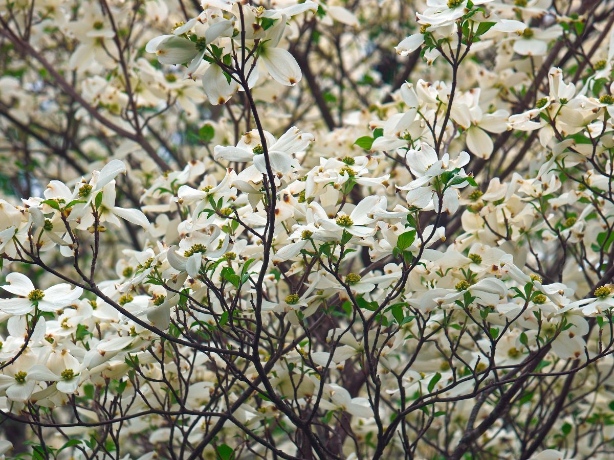 ハナミズキの育て方｜購入から植え付けまで