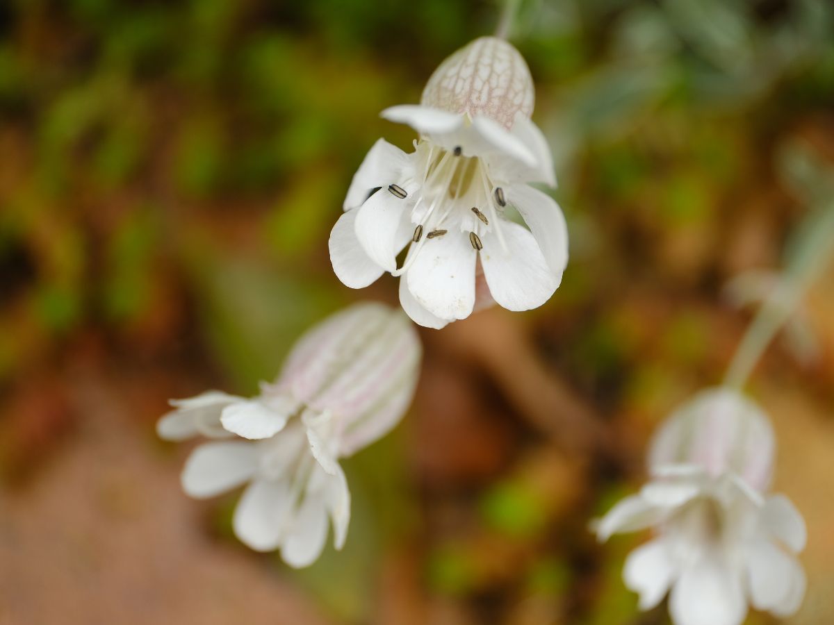 シレネ・ユニフローラの花が咲かない原因