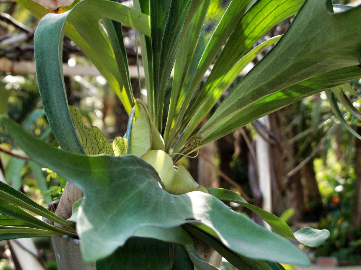 ビカクシダ（プラティセリウム）の育て方｜購入から植え付けまで