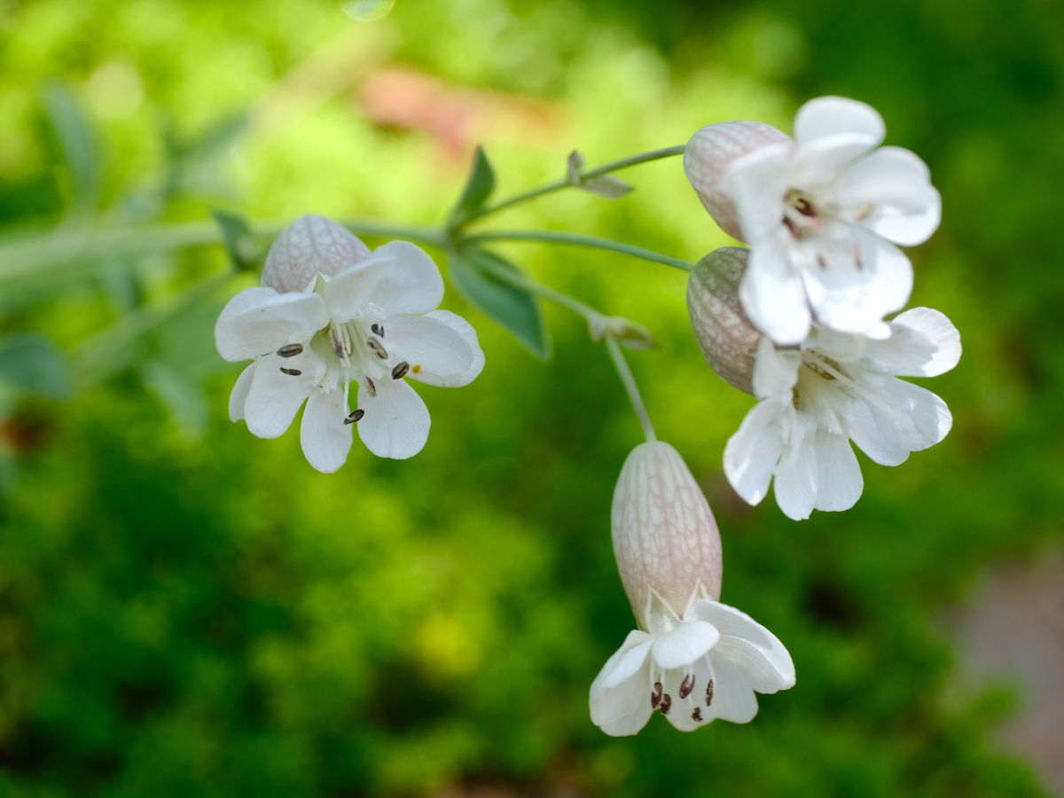 シレネ・ユニフローラの花が咲かない原因