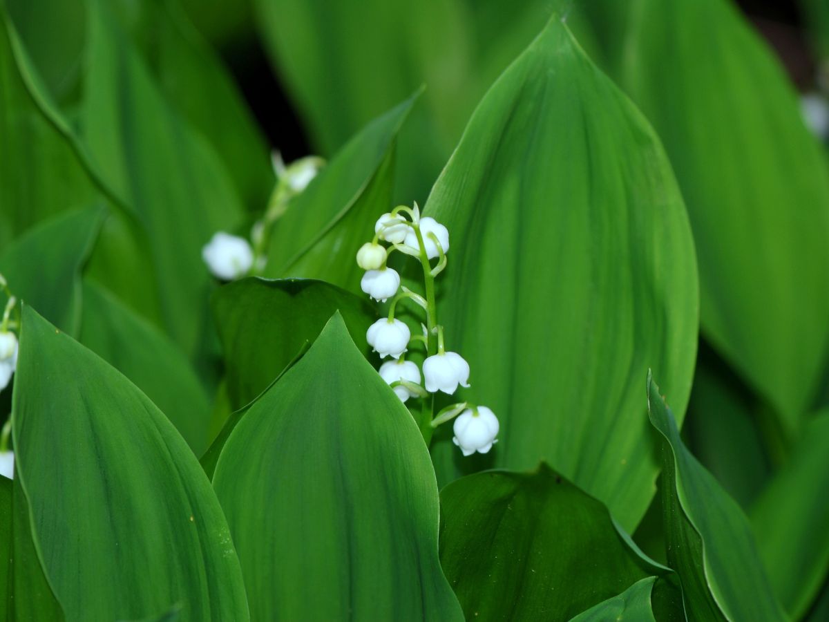 すずらんは農地・菜園スペースに植えない