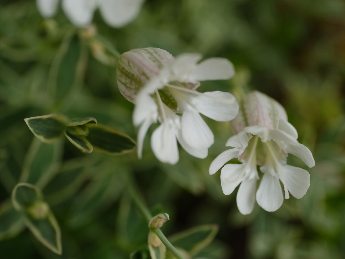 シレネ・ユニフローラの花が咲かない原因