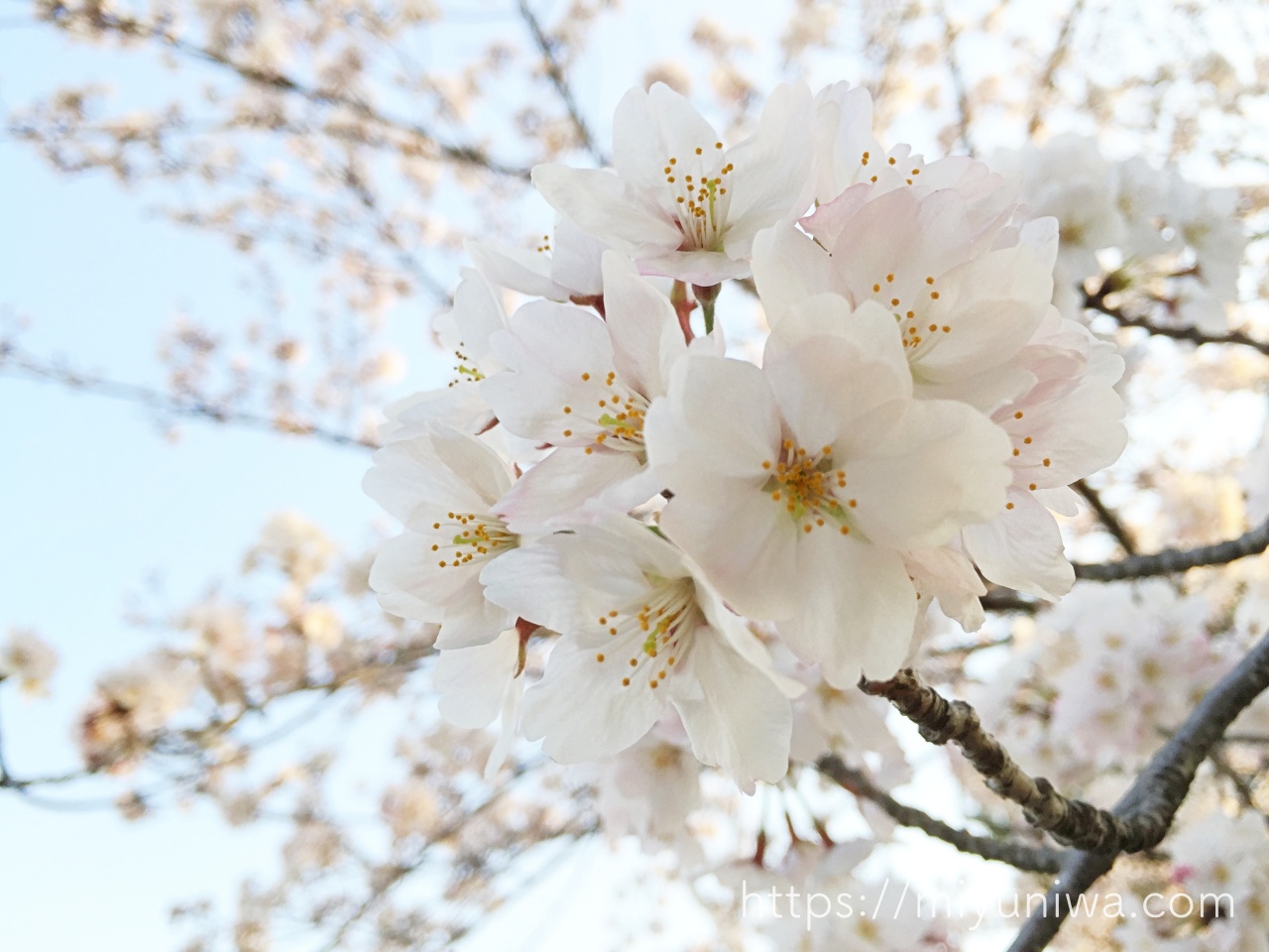 桜の木を庭に植えてはいけない理由