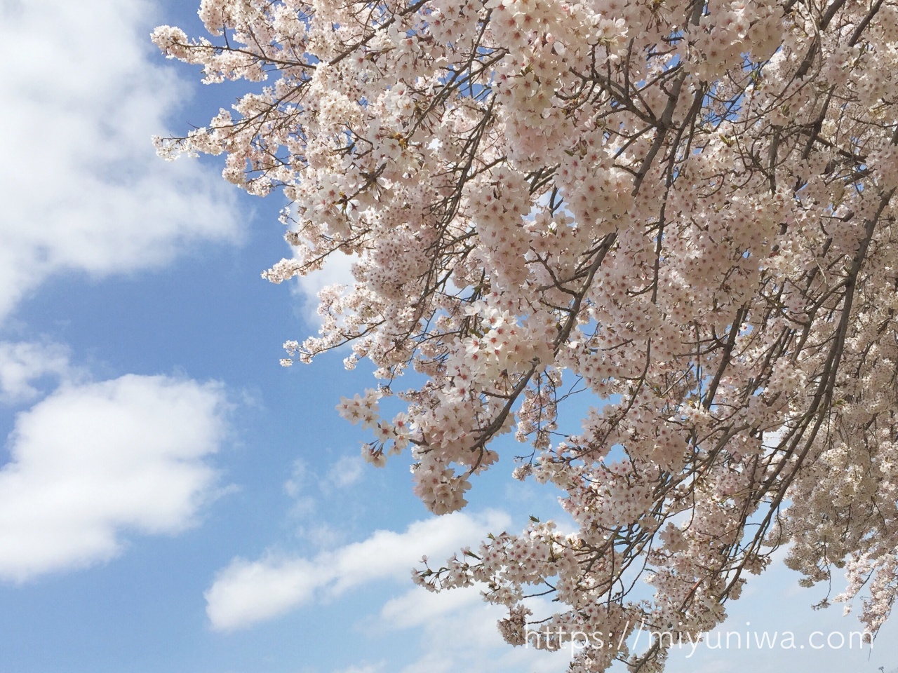 桜の木を庭に植えてはいけない理由