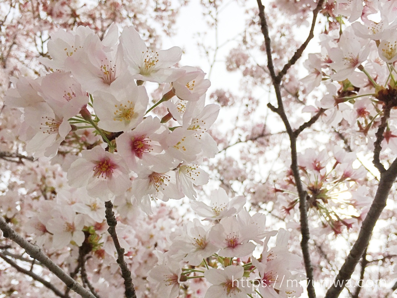 桜の木を庭に植えてはいけない理由