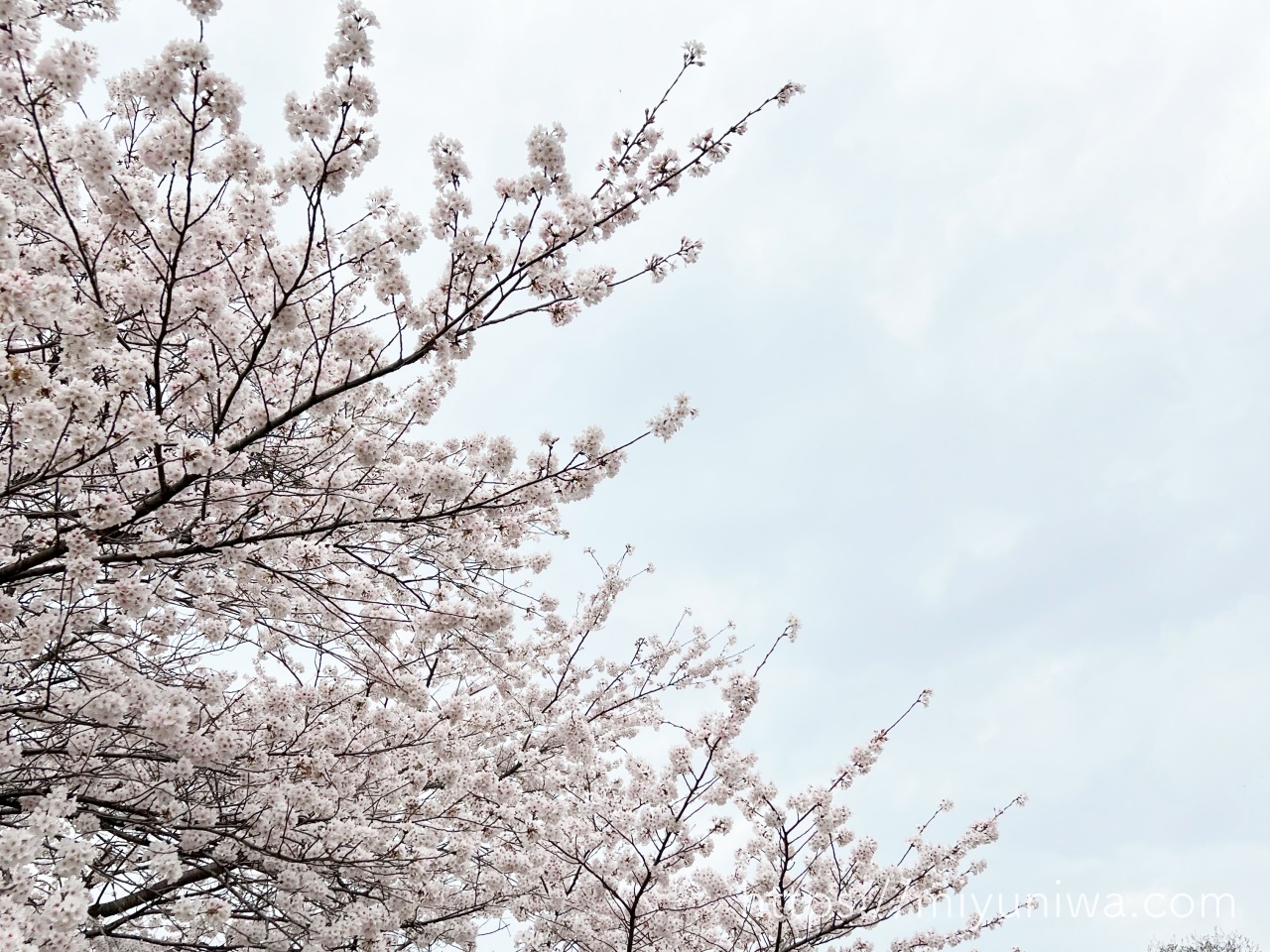 桜の木を庭に植えてはいけない理由