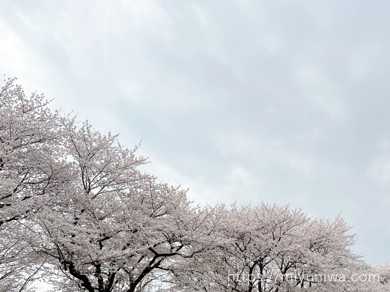 桜の木を庭に植えてはいけない理由